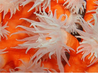 Coral naranja