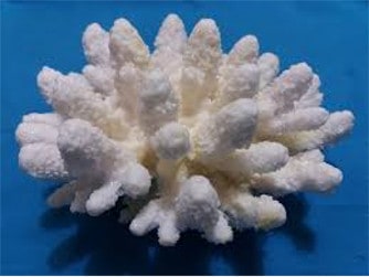 Coral blanco